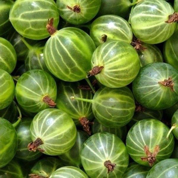 L’uva spina è un superfood per i vasi sanguigni e il sangue!